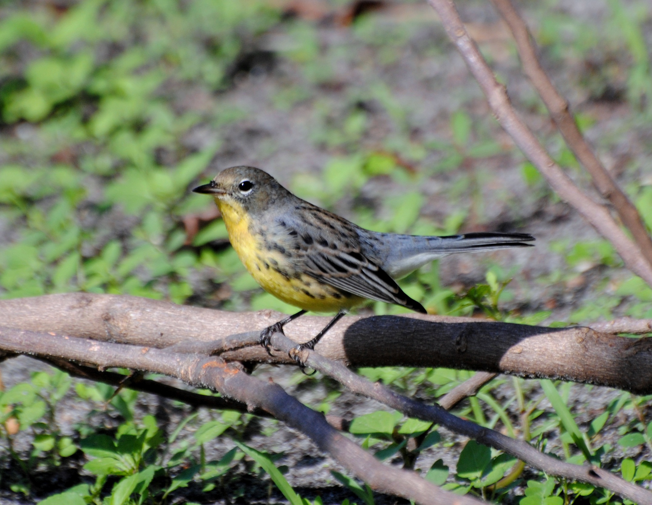 One of the rarest birds in North America — Florida Sportsman