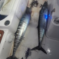 Tunachaser
