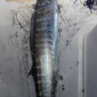 Tunachaser
