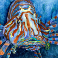 Conchy Critter