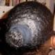 curlidiva