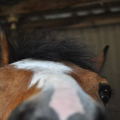 Horselove19