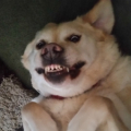 LabraBell