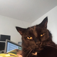 Pierre