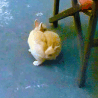 palletloopingrabbits.gif