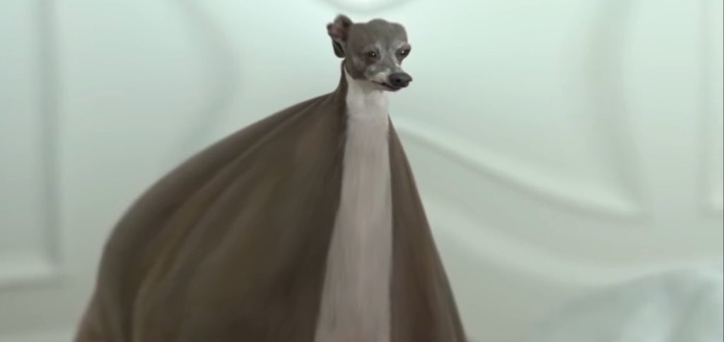 EWzA4ciXkAIve8a.jpg