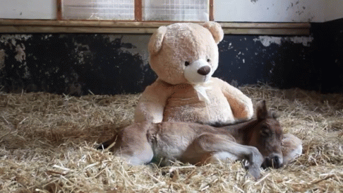 horses-ponies.gif