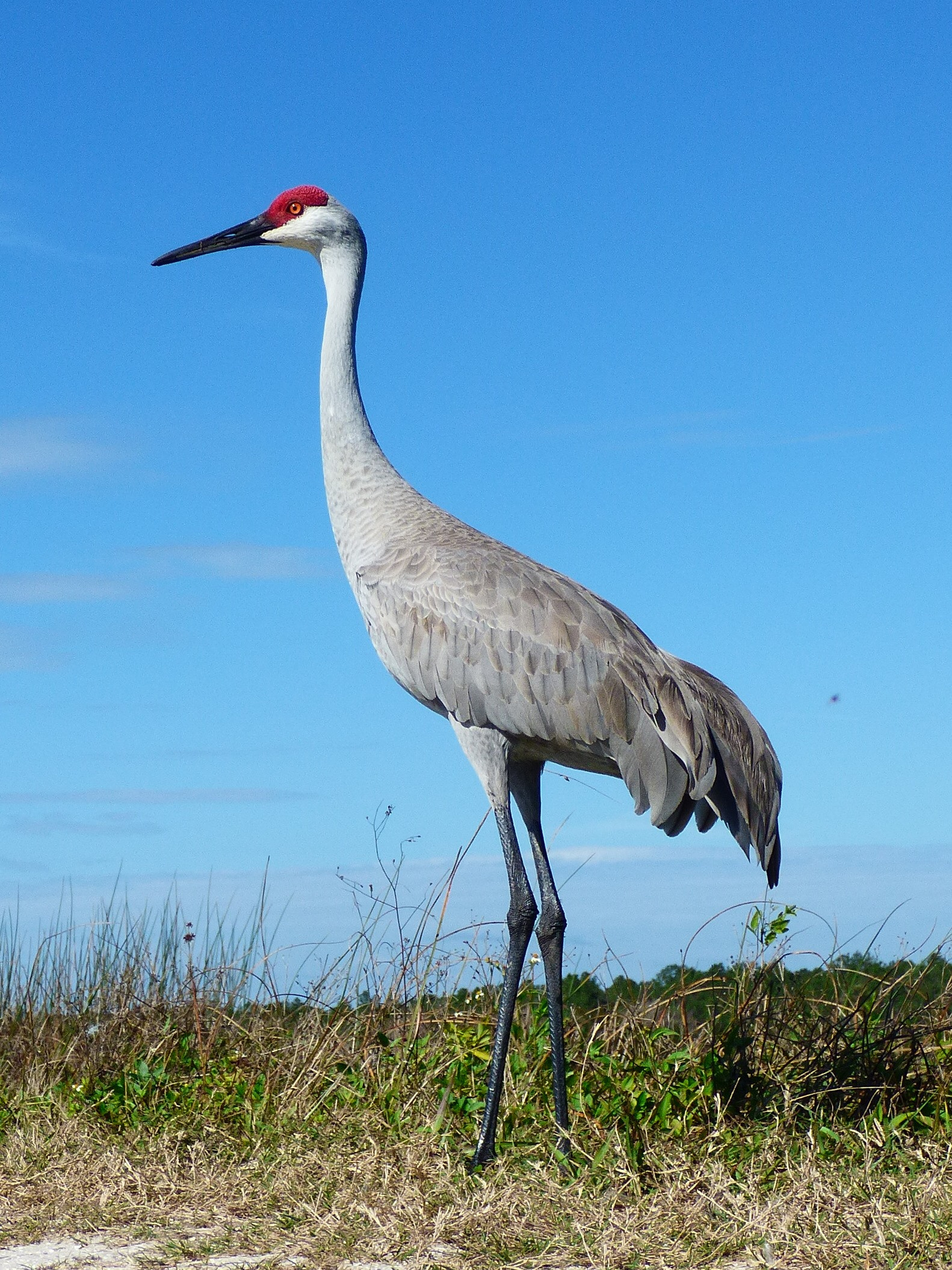 Sandhill_Crane_JG.jpg