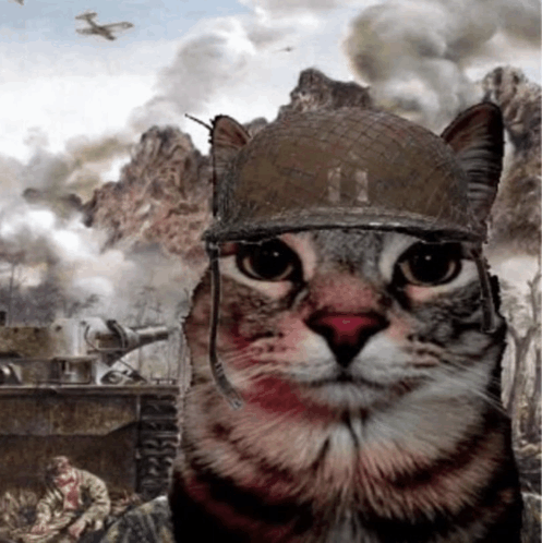 cat-war.gif