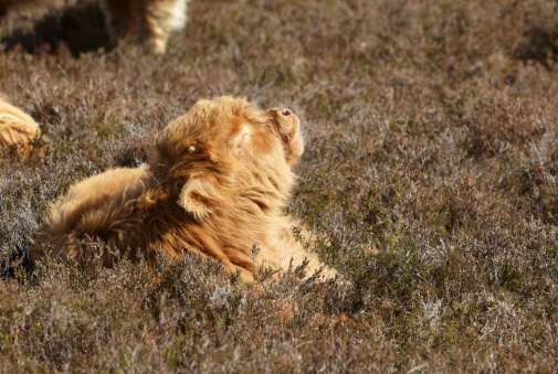 sleepy-highland-cattle-streching-picture-id486500735.png