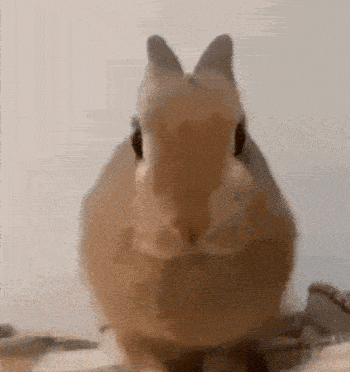 bunnyj.gif