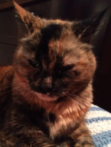 catte.PNG