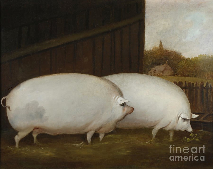 a-pair-of-pigs-english-school.jpg