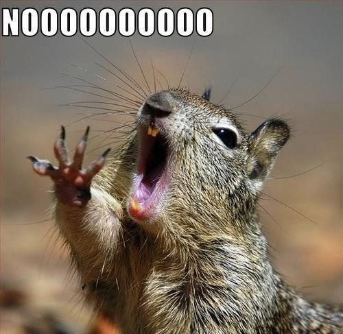noooo-squirrel.jpg