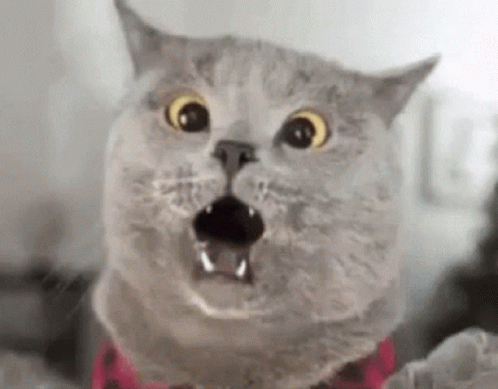 scaredy-cat-scared-cat.gif