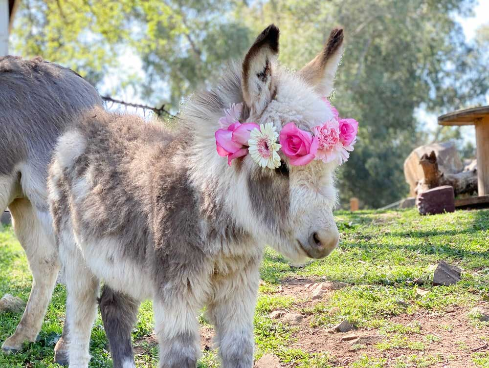 donkey-05.png