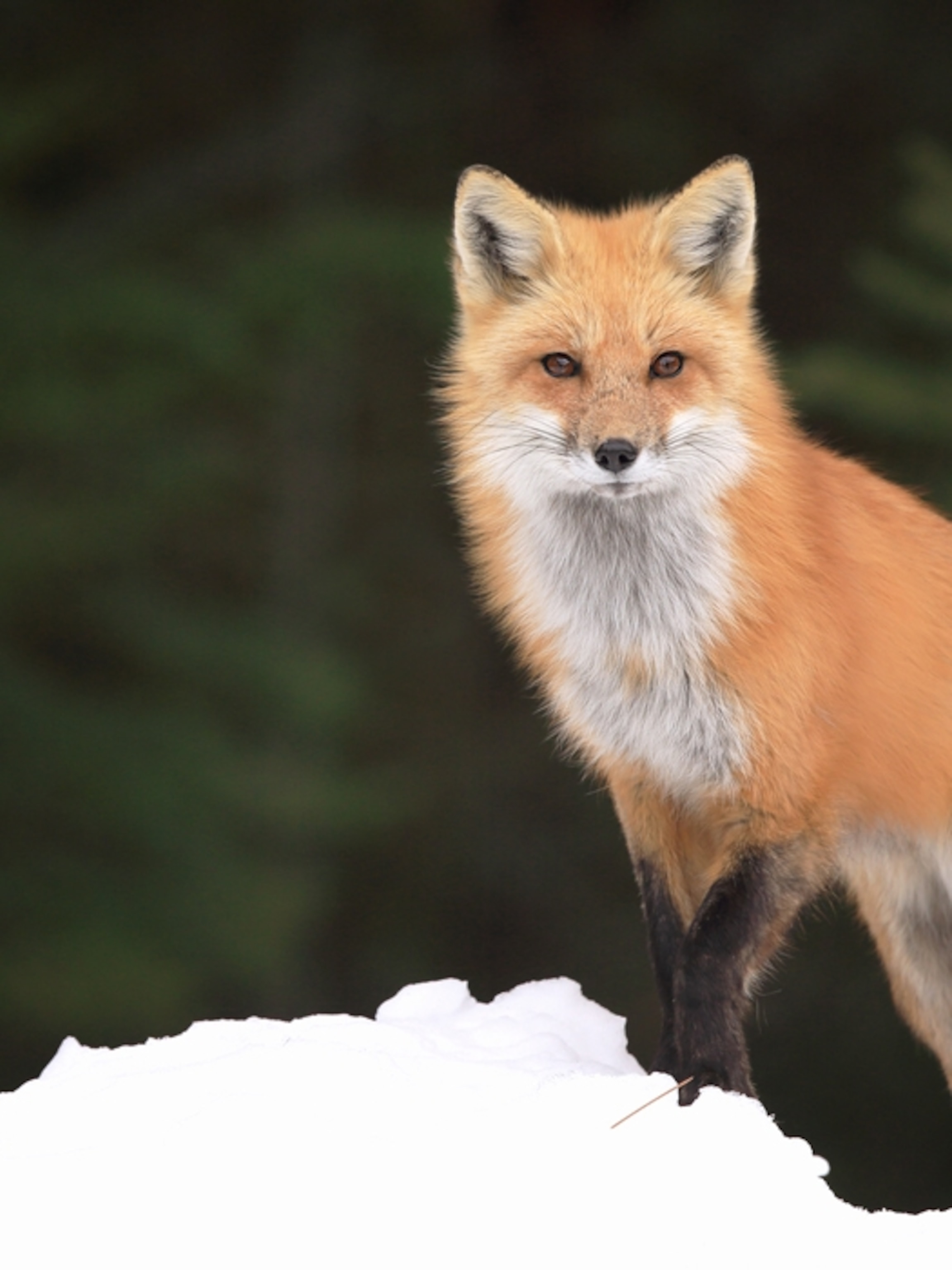 red-fox-portrait_3x4.jpg