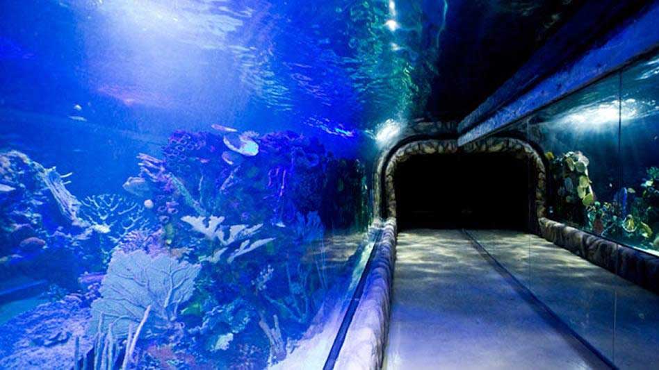 Aquarium-Inbursa00001.jpg
