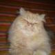 luchon