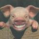 Cochino