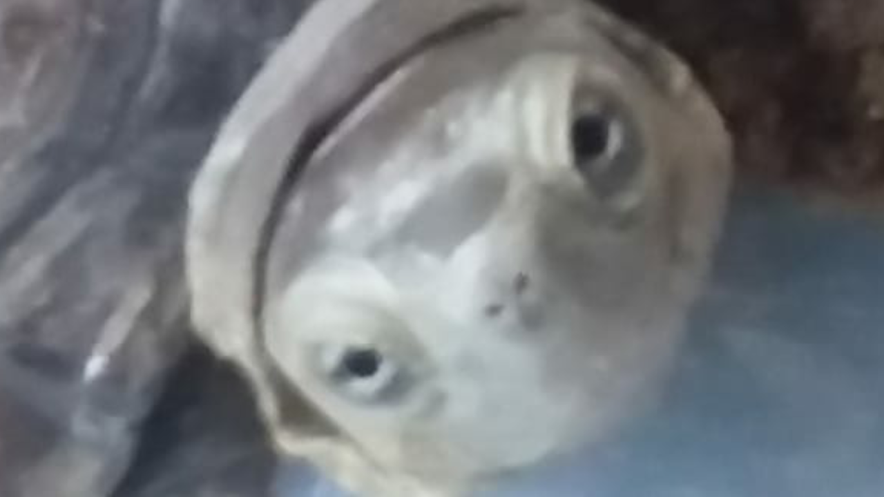 ia9999gegsau.png