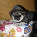 minni