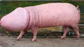 ALF2000