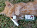 gatocosmico