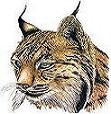 Lince_Iberico