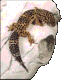 Gecko