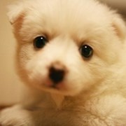 QQ