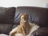 furballuk