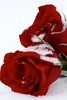 rosekate15