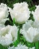 Arule1uk