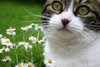 Cathedralcat
