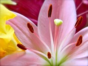 Lily31
