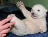 Polaruk1