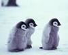 PenguinEm3
