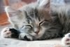 kittytweetheart