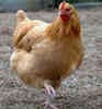 McChick