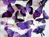butterflyboxevents