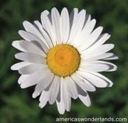DollyDaisy