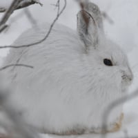 Arctic Hare 