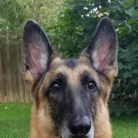 GSD4263