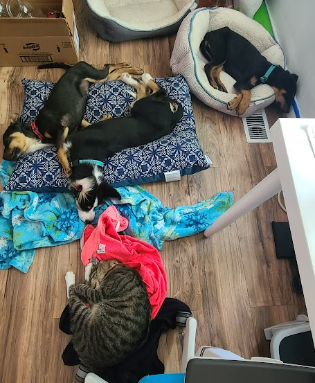 all the fur babies 16may23.png