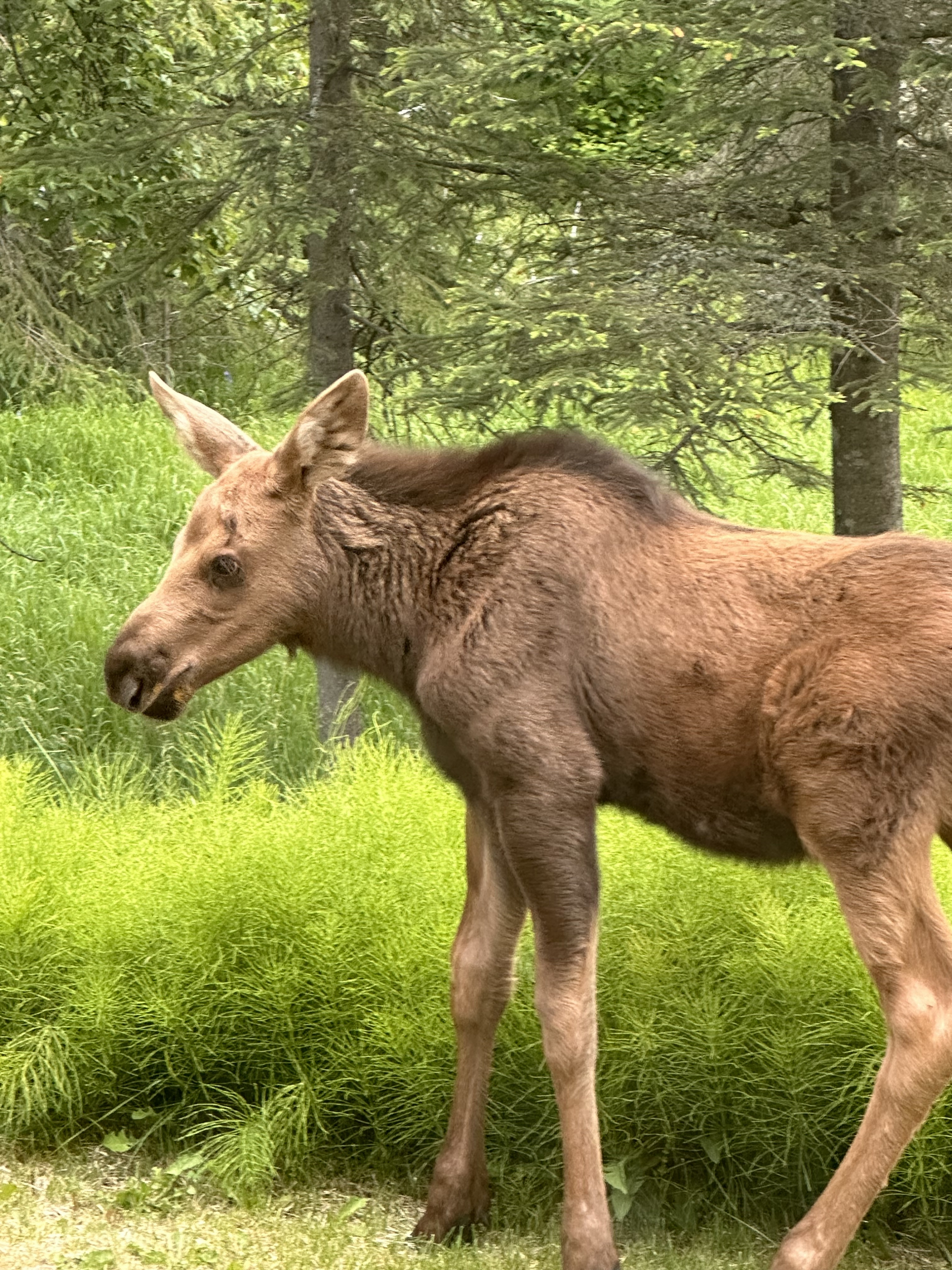 Moose Calf.jpg