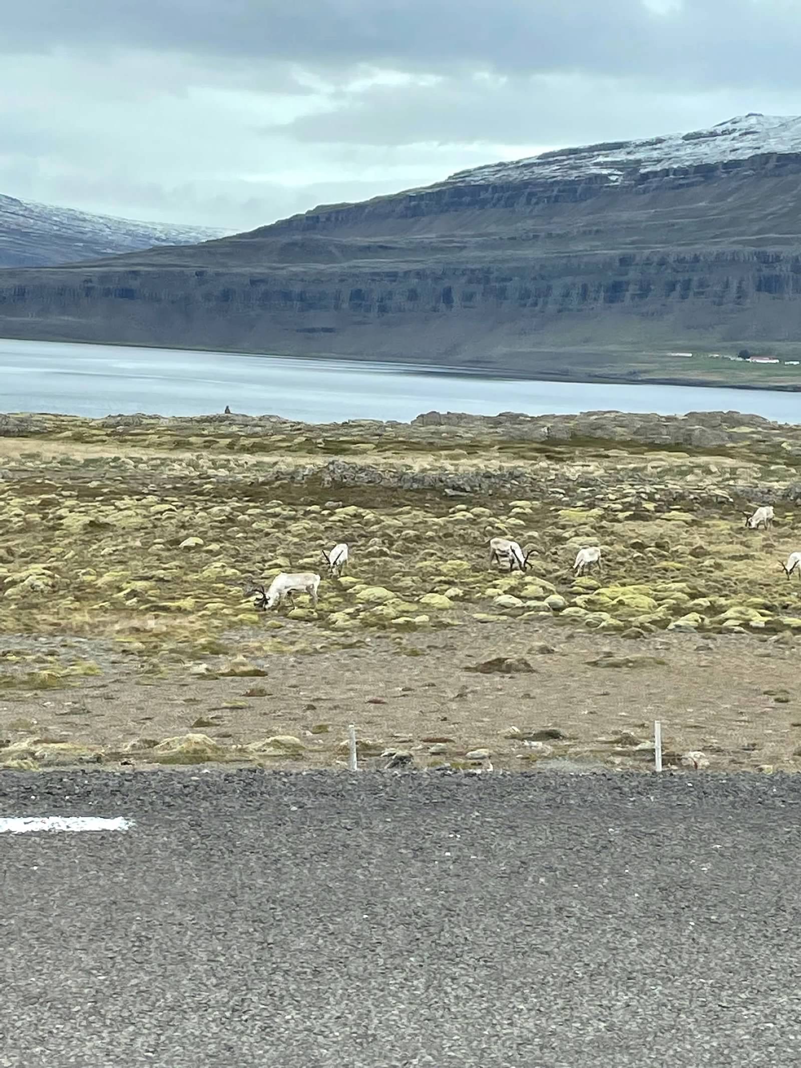 Iceland-Reindeer.jpeg