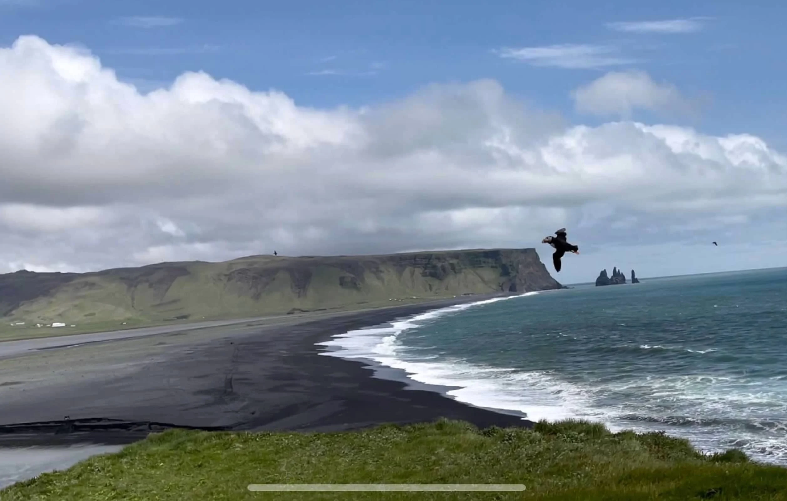 Iceland-Puffin.jpeg