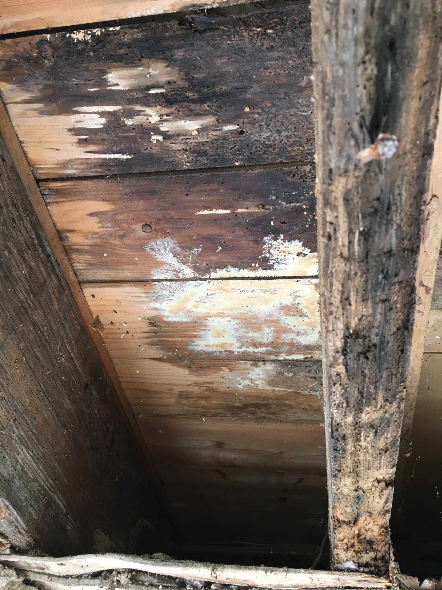 Dry rot / wet rot in wooden ceiling joists — MoneySavingExpert Forum
