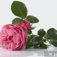 Rosa_Damascena